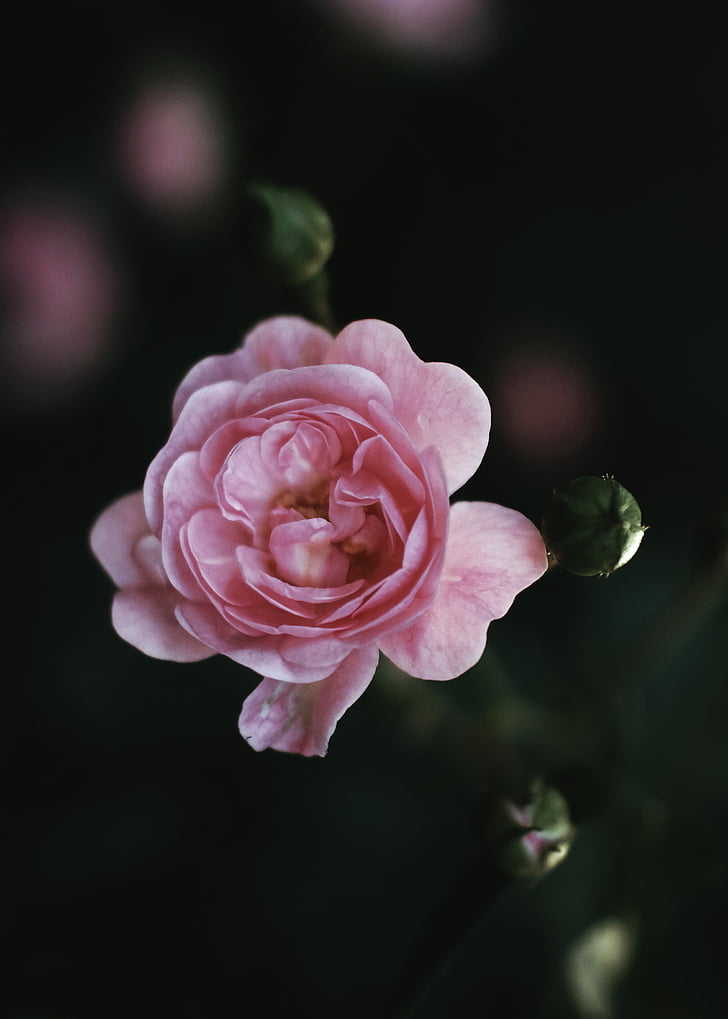 rozā, slējās, puķe, pieauga - ziedu, ziedlapas, Flower head, trauslums