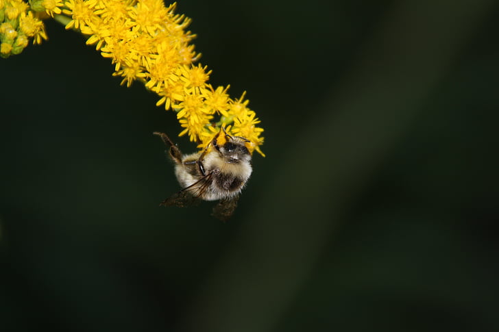 пчела, пчелен мед, цвете, Блосъм, Блум, насекоми, растителна