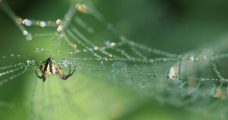 spider, insect, close, nature, cobweb, perspective, morgentau