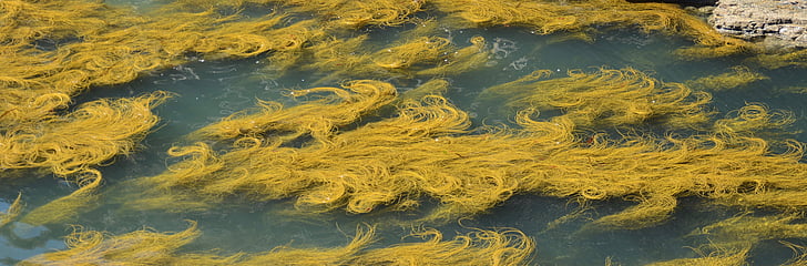 yellow, ireland, nature, seaweed, float