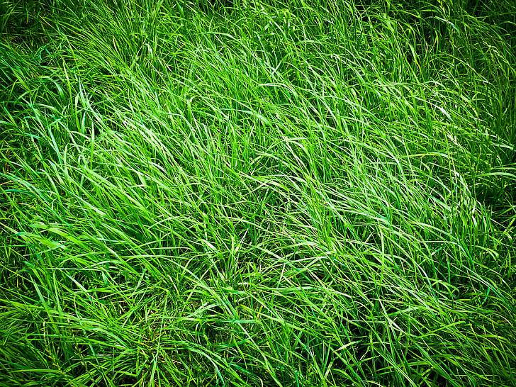 Grass, Wiese, Natur, Grün, Feld, Gräser, Anlage
