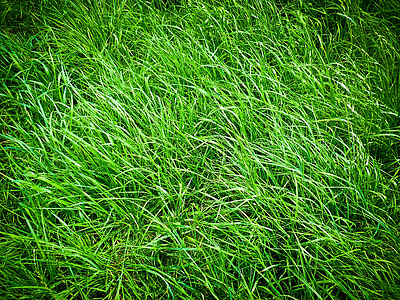 rumput, padang rumput, alam, hijau, bidang, rumput, tanaman