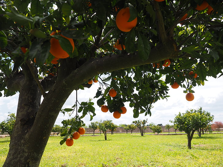 portakal, meyve, portakal ağacı, narenciye, ağaç, yaprakları, estetik