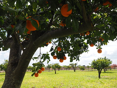 portocale, fructe, portocal, fructe citrice, copac, frunze, estetică