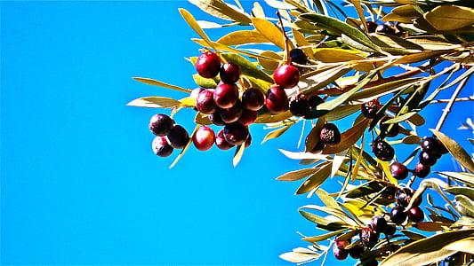 Оливки й маслини, olivas, фрукти, дерево, Оливкова, рослинні, Природа