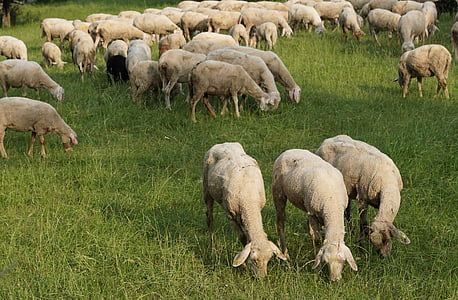 pecore, tre, animali, natura, lana, Betlemme