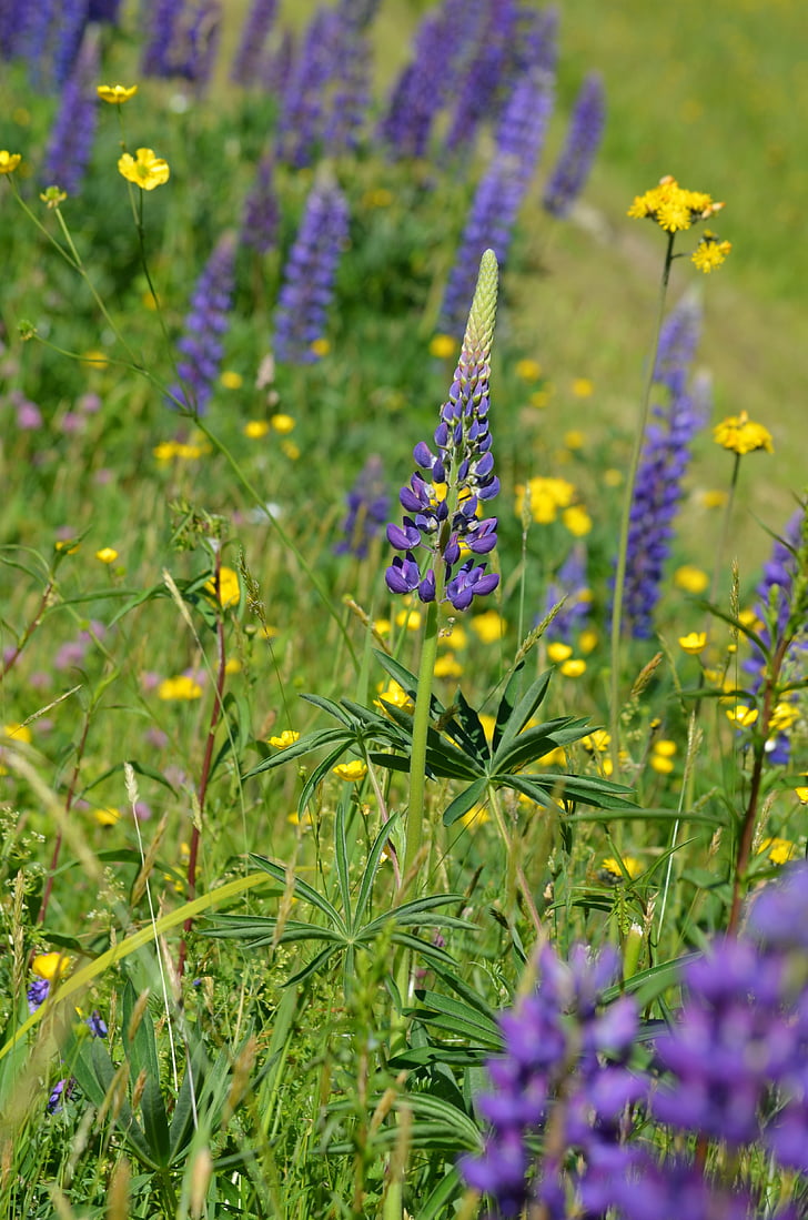 Lupin, Vermont, lilla blomster, natur, blomst, lilla, plante