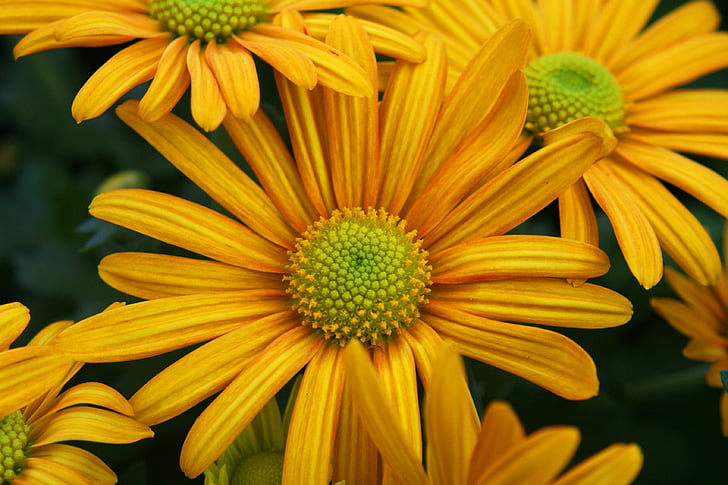 blomster, gul, natur, gul blomst, plante, blomst, close-up