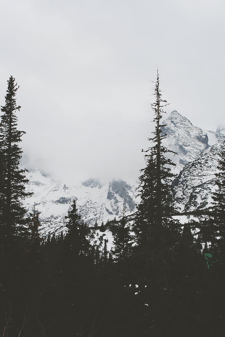 cloudy, fog, forest, mountains, snow, winter, nature