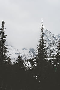 Облачно, туман, лес, горы, снег, Зима, Природа