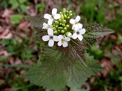 knoblauchrauke, flor de bosque, flor de ensalada