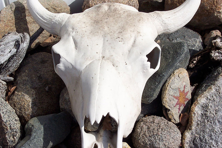 crâne boeuf, crâne de vache, ossements blanchis, crâne, cors, Bones, squelette