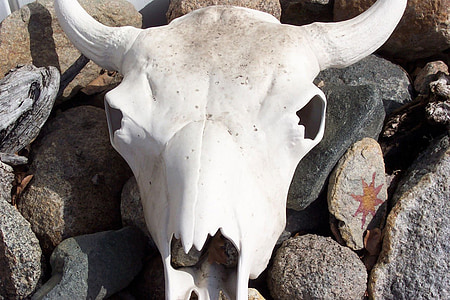 steer skull, cow skull, bleached bones, skull, horns, bones, skeleton