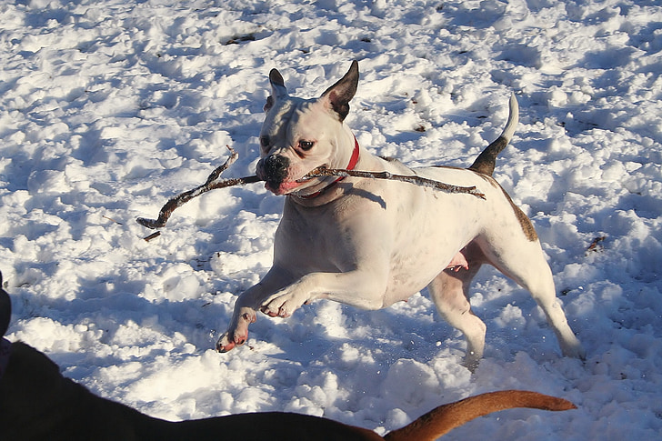 Buldog amerykański, gra, śnieg, psi, pies, Urocza, kij