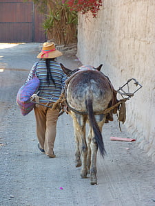 peruano, burro, ontem, besta de carga, animal, Peru, Nazca