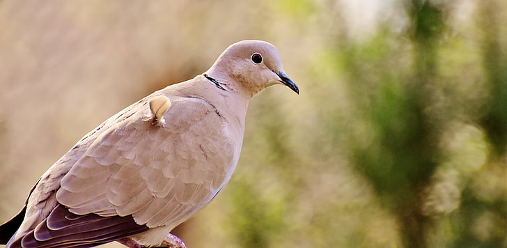 Dove, ładny, ptak, pióro, upierzenie, zwierzęta, collared
