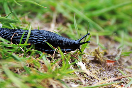 snail, black, dirt, environment, grass, invertebrate, mollusk
