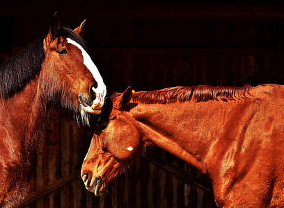 koně, přátelství, stáj pro koně, Shirský kůň, zvířata, dva, pferdeportrait