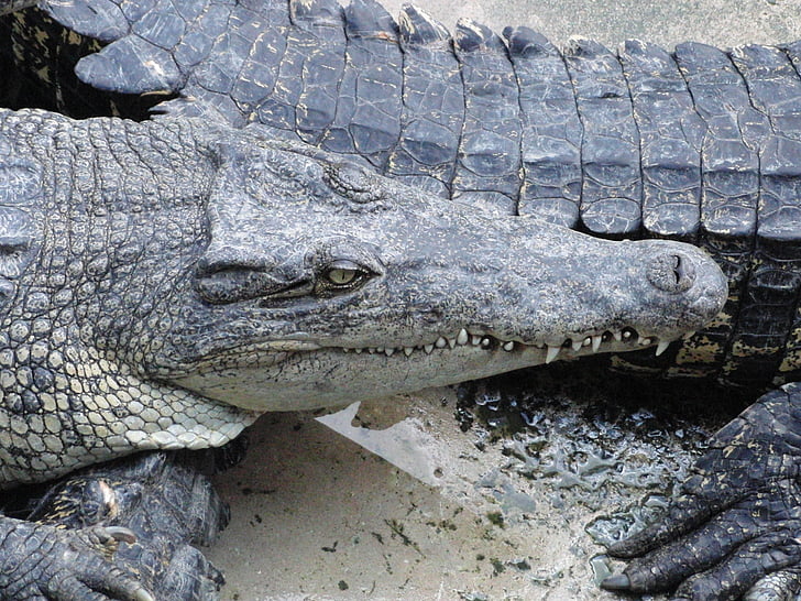 crocodiles, crocodile farm, reptiles, creeping things, head, closeup, teeth