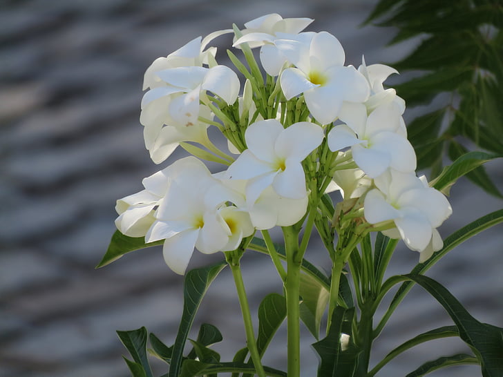 Plumeria, цветя, бели момичета, тропически, 5 венчелистчета