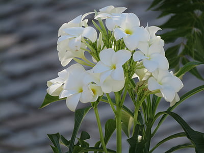 Πλουμέρια, λουλούδια, λευκά κορίτσια, τροπικά, 5 πέταλα