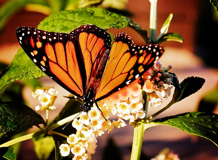 μονάρχης, πεταλούδα, φύση, πορτοκαλί, πτέρυγα, πολύχρωμο, το καλοκαίρι