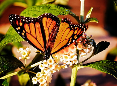 Monarcha, Motyl, Natura, pomarańczowy, skrzydło, kolorowe, Latem
