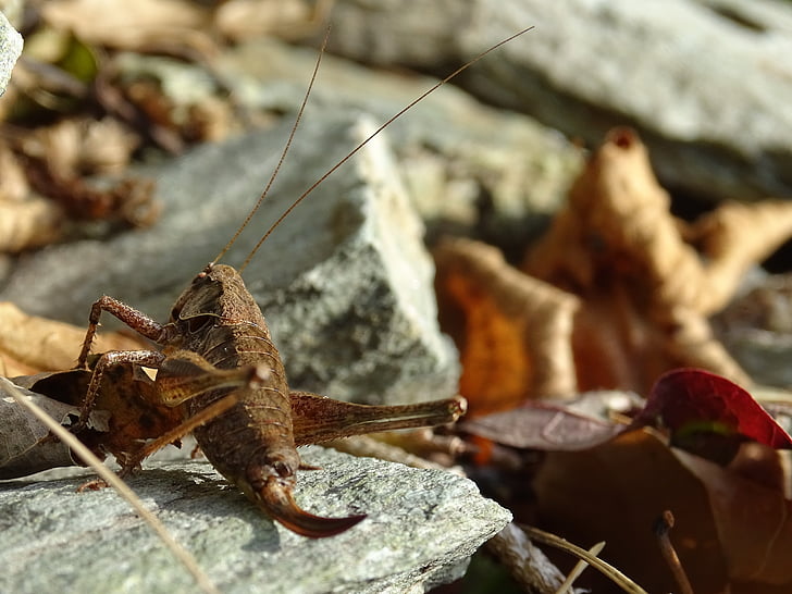 grasshopper, autumn, brown, stones, disguised