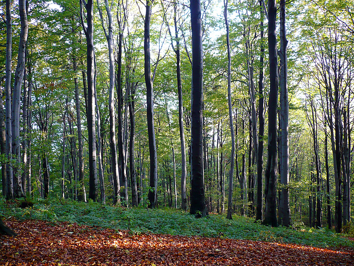 Forest, strom, jeseň, Príroda, zeleň, Zobrazenie