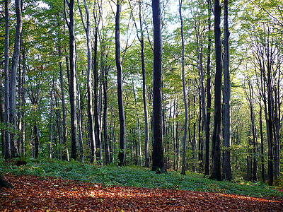лес, дерево, Осень, Природа, Листва, вид