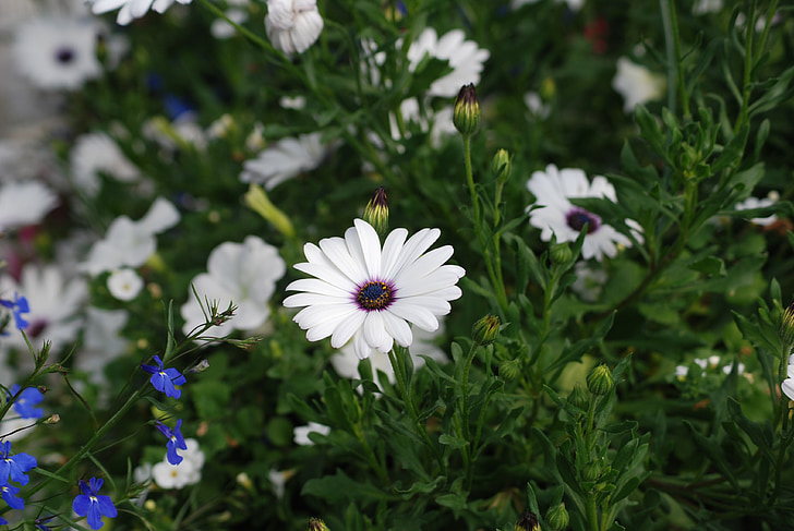 stokrotki, biały, kwiaty, kwiat, ogród