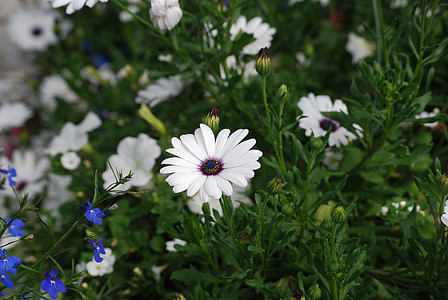 Οι μαργαρίτες, λευκό, λουλούδια, άνθος, Κήπος