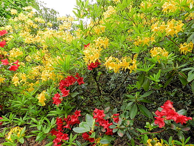 Azalea, flores, Bush