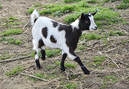 goat, black, white