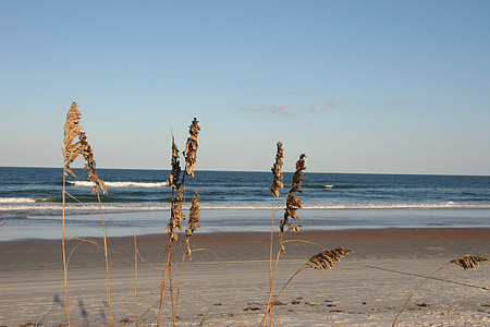 beach, sand, waves, ocean, grass, vacation, florida