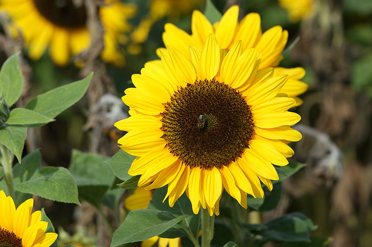 Sun flower, Hoa, mặt trời, màu vàng, Sân vườn, nở hoa, Thiên nhiên