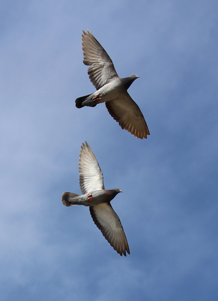 pigeons, flight, synchronously, sky, pair, birds