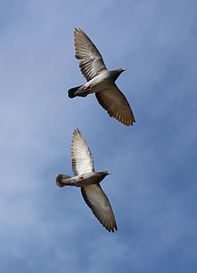 pigeons, flight, synchronously, sky, pair, birds
