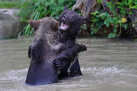 Bjørn, brun bjørn, Predator, Teddy, pattedyr, farlige, spille