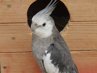 perroquet, Calopsitte élégante, oiseau, cage, gris, blanc