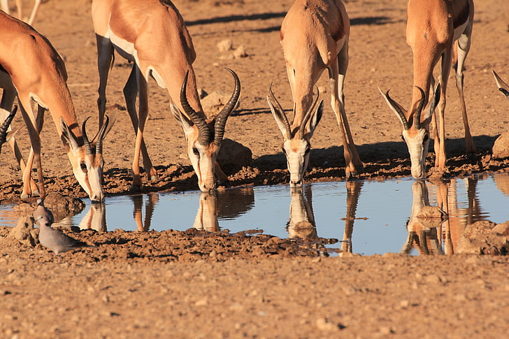 springbok, drinking, waterhole, reflection