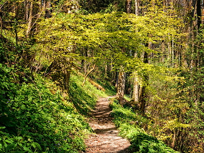 od, ścieżka, lasu, piesze wycieczki, Natura, Szlak, leśna ścieżka