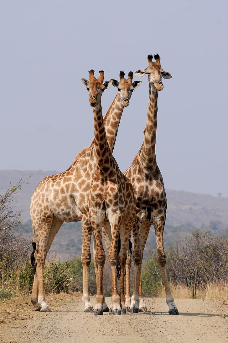 three, safari, pattern, South Africa, Hluhluwe, Giraffes, Pattern, Formation
