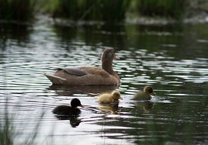 ducklings, ducks, chicks, family, waterfowl, birds, swimming
