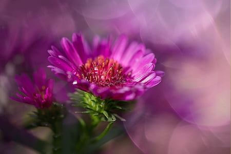 herbstaster, pink, asters, composites, blossom, bloom, autumn
