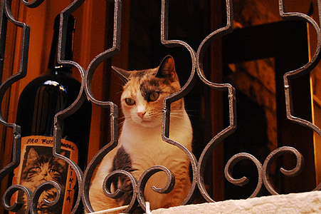gato, animal, ventana, alféizar de la ventana, ensueño, cercas ornamentales, Idilio
