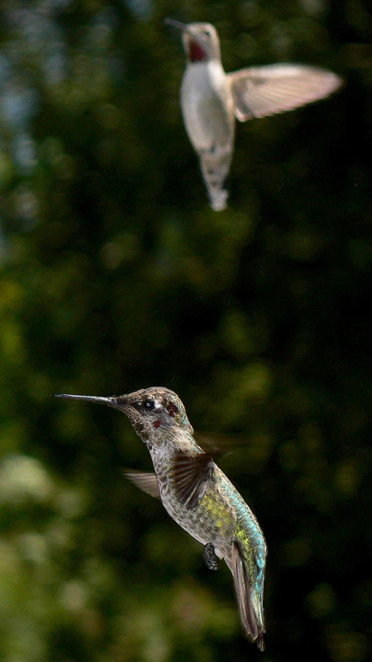 Kolibri, ptica, ki plujejo pod, prosto živeče živali, pero