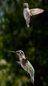 hummingbird, bird, flying, wildlife, feather
