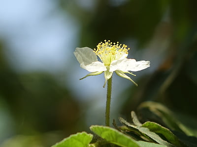 Южна Америка Ваканционен 櫻 праскова, Дървото на диви плодове, малки бели цветя, природата, растителна, цвете, едър план