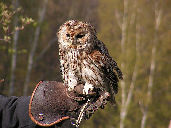 Tawny owl, pūce, medības ar piekūniem, cimdi, plēsēji, putns, plēsīgo putnu